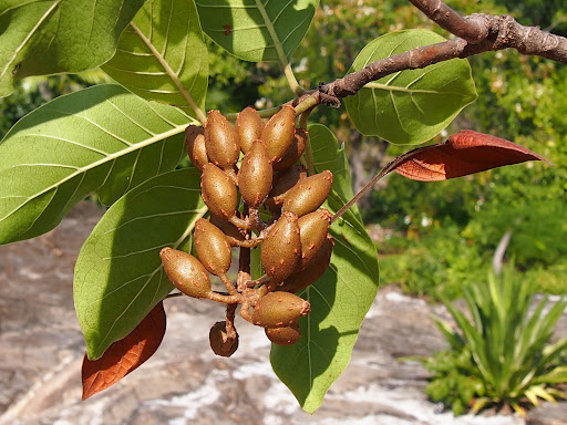 ส้มกบ Hymenodictyon orixense (Roxb.) Mabb. <br/>Rubiaceae